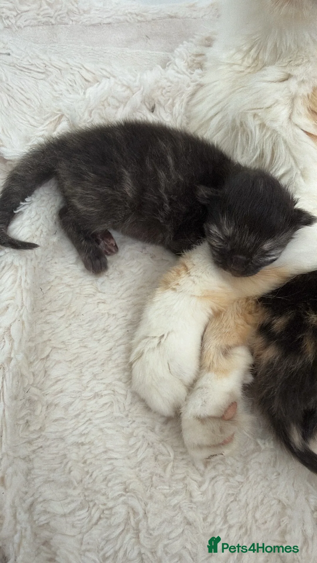 Ragdoll cats for sale: Ragdoll × Norwegian Forest Kittens - 3 Girls - Advert 2