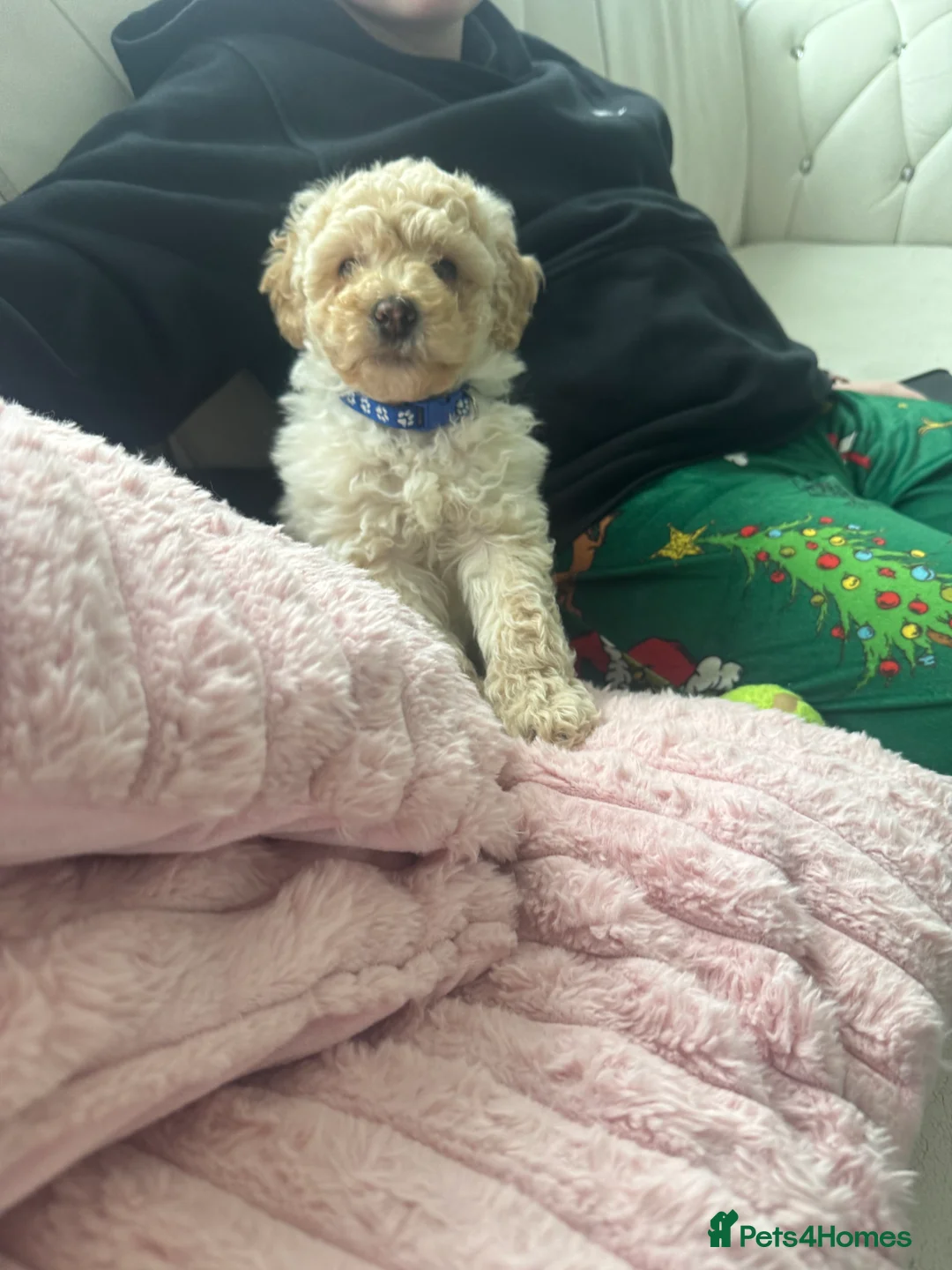 Yorkiepoo dogs for sale: Beautiful boy - Advert 3