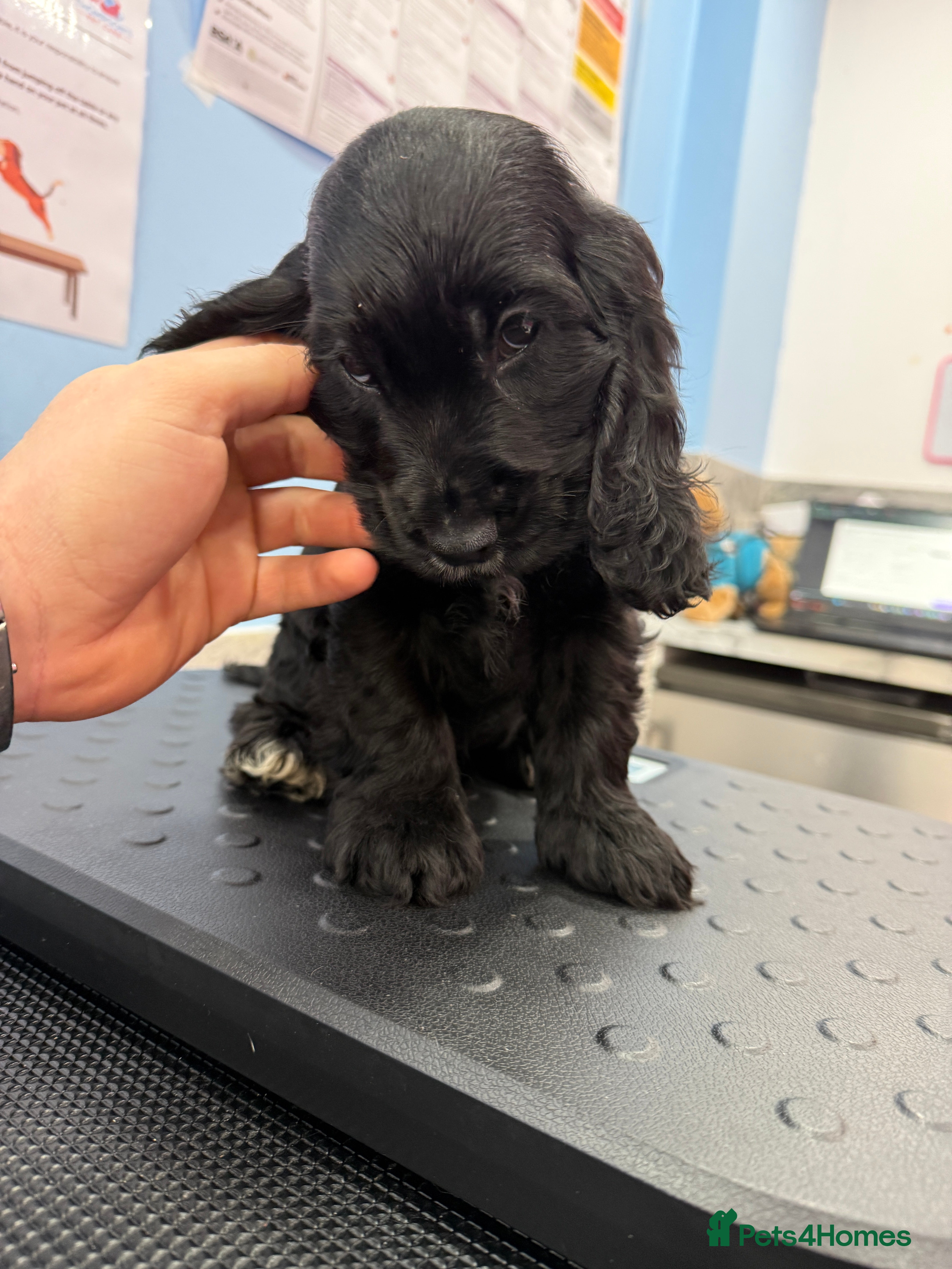 Cocker Spaniel dogs Pure Bred English Cocker Spaniel  - Advert 19