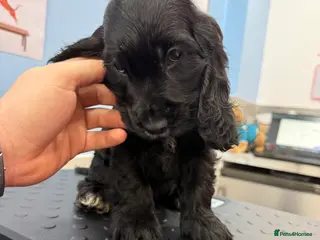 Cocker Spaniel dogs Pure Bred English Cocker Spaniel - Advert 19