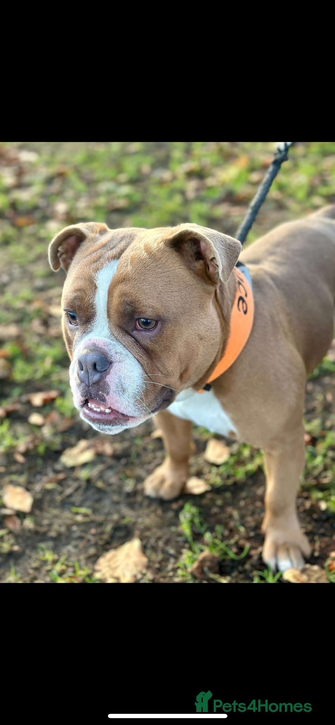 English Bulldog dogs for sale: Victorian bulldog (bruce) - Advert 2