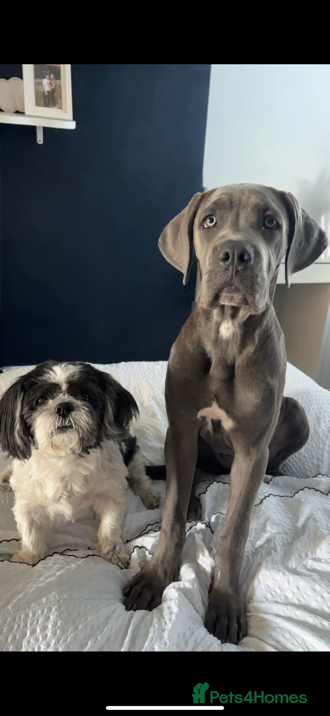 Cane Corso dogs for sale: Cane Corso Female - Advert 11