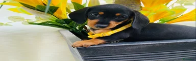 Yellow girl