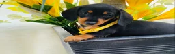 Miniature Dachshund dogs for sale: STUNNING Miniature Dachshund Puppies!!! - Advert 9