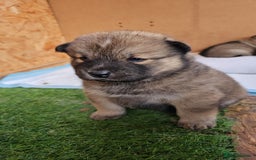 Mixed Breed dogs for sale: Chowsky puppies  chow chow  - Image 11