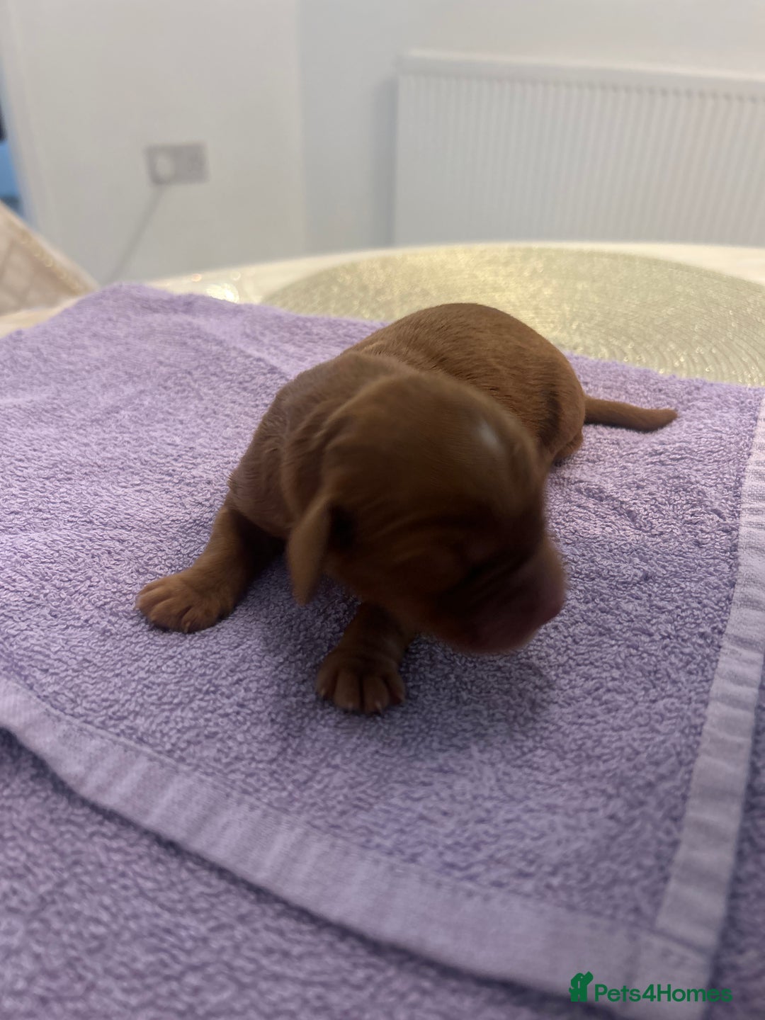 Cocker Spaniel dogs for sale: K C registered Cocker spaniel puppies  - Advert 7