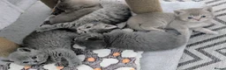 British Shorthair cats for sale: Gorgeous Pure Breed British Shorthair Kittens - Advert 26