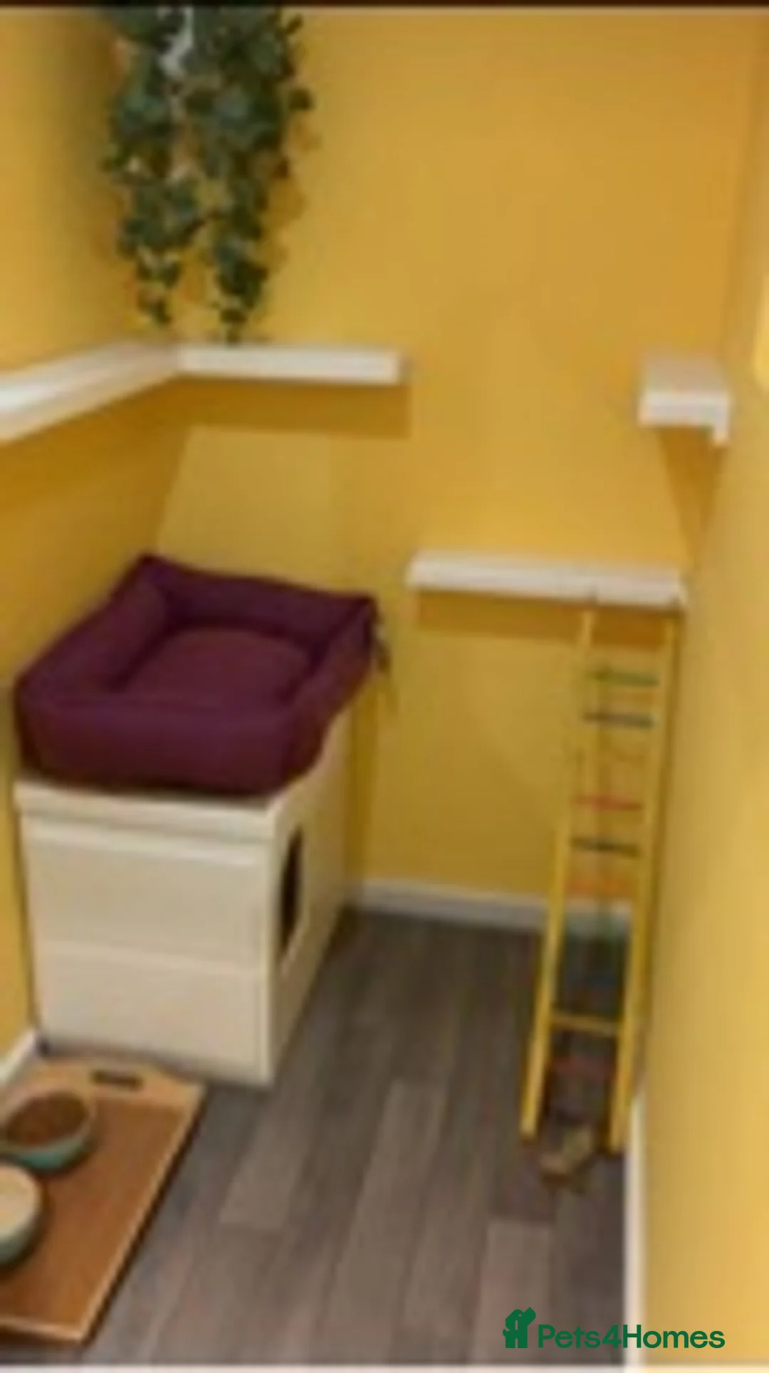 Ragdoll cats for stud: 100% proven boy in Brighouse - Advert 9