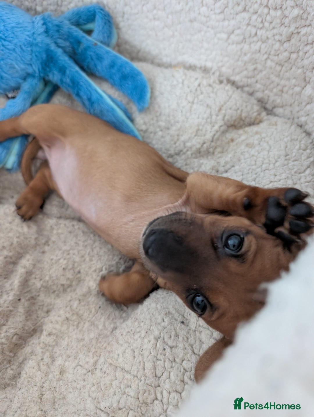 Dachshund dogs for sale: 5 week Old Dachshunds - Image 5