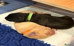 Labrador Retriever dogs for sale: Labrador pups, well-socialised & family raised - Image 9