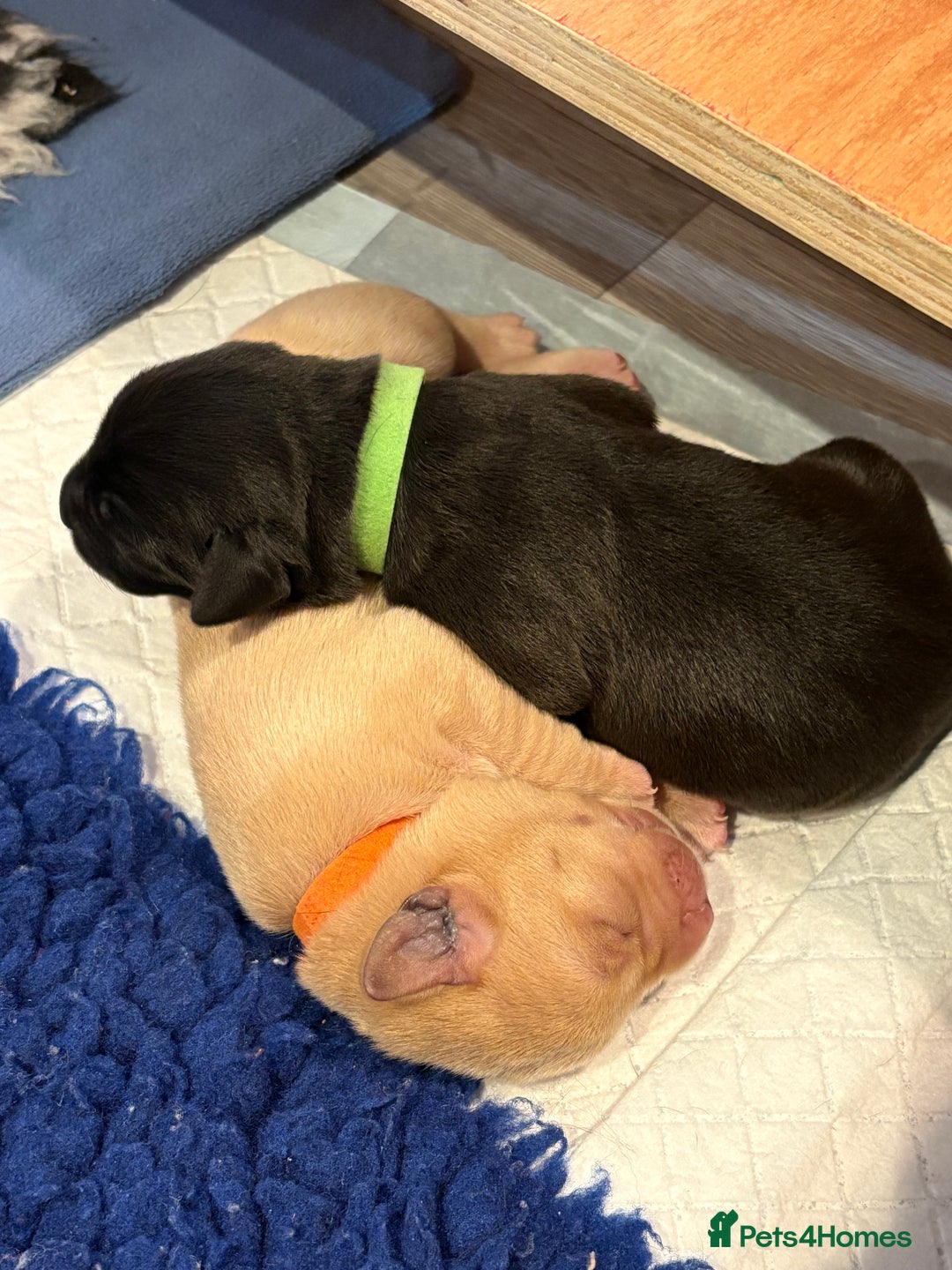 Labrador Retriever dogs for sale: Labrador pups, well-socialised & family raised - Image 9