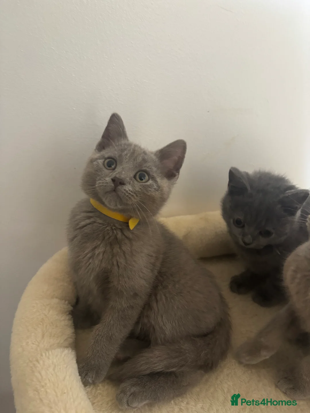 British Shorthair cats for sale: Full British Shorthair Kittens for Sale 🐾 - Advert 2
