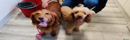 Cockapoo dogs for sale: Outstanding COCKAPOO F1.  - Advert 13