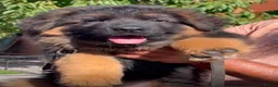 German Shepherd dogs for sale: Long hair German Shepherd puppy full health tests - Advert 19
