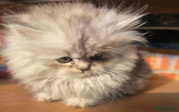 Persian cats for sale: ✨ Stunning Persian Kitten – Female – Ready Now 🌟 - Image 4