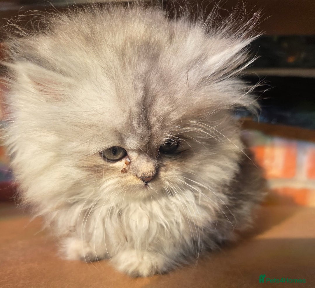 Persian cats for sale: ✨ Stunning Persian Kitten – Female – Ready Now 🌟 - Image 4