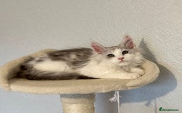 Maine Coon cats for sale: TICA Stunning Maine Coon Kittens - ACTIVE 🩷 - Image 17