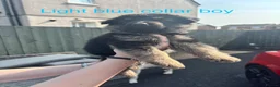 German Shepherd dogs for sale: German Shepherd Puppies  - Advert 4
