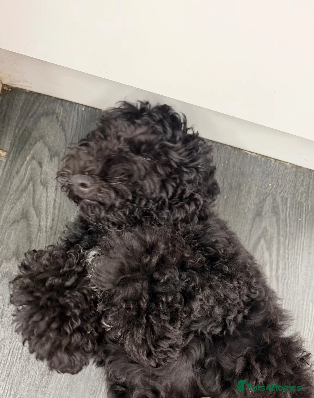 Cockapoo dogs for sale: Cockopoo 5 months old  in Blandford Forum - Advert 5