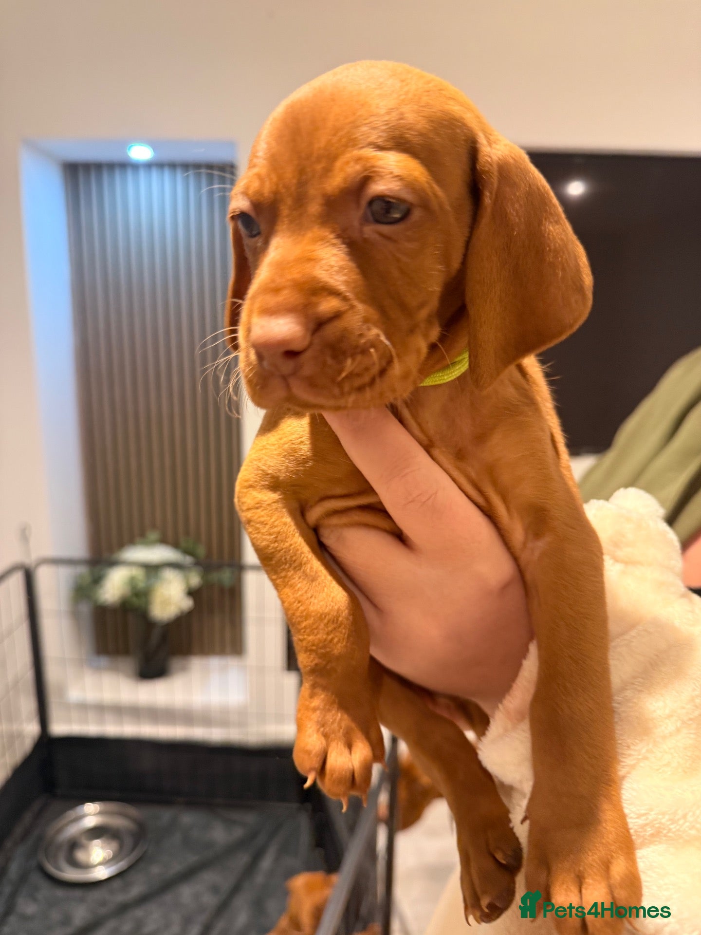 Hungarian Vizsla dogs for sale: Prime Pedigree Hungarian Vizsla Puppies - Advert 1