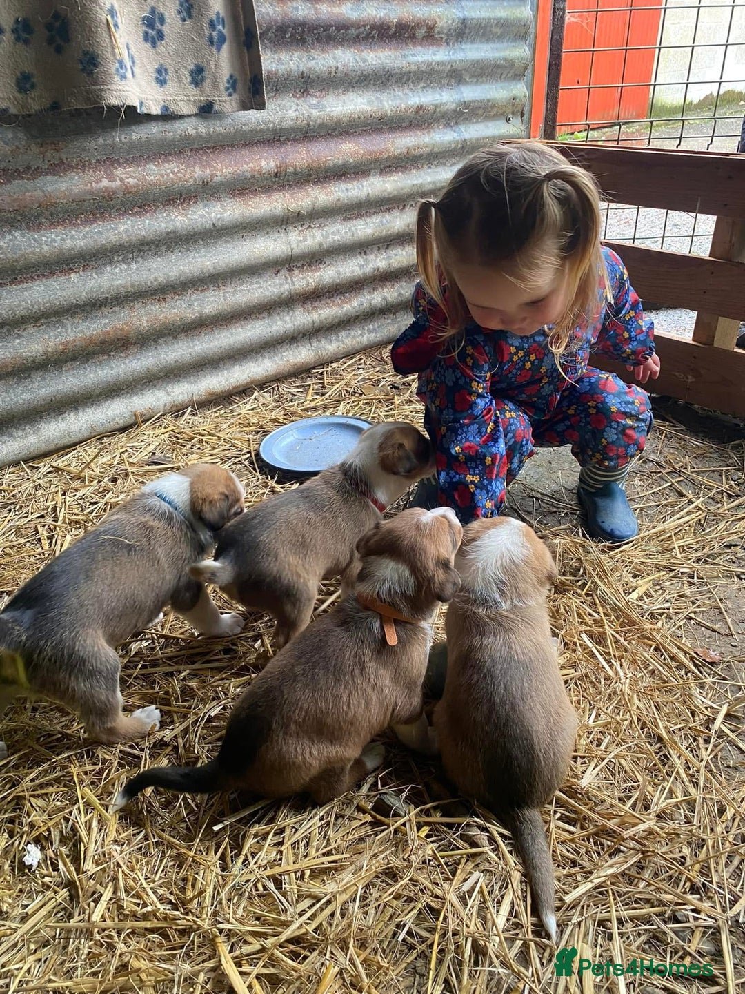 Welsh Collie dogs for sale: Welsh Sheepdog Puppies - Image 7