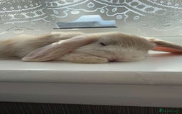 Mini Lop rabbits for sale: Mini Lop - Princess  - Image 3
