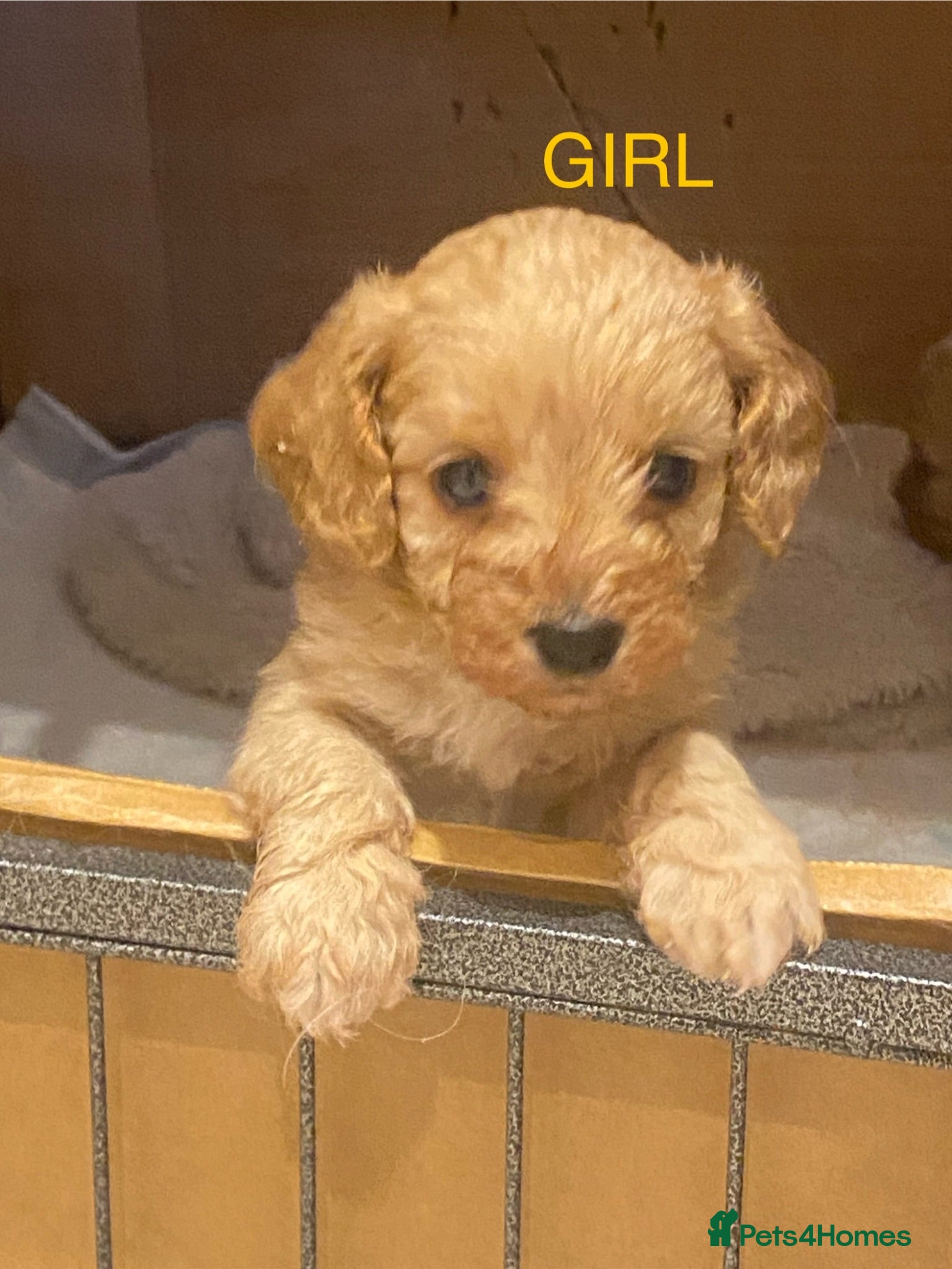 Cavapoo dogs Cavapoo pups  - Advert 7