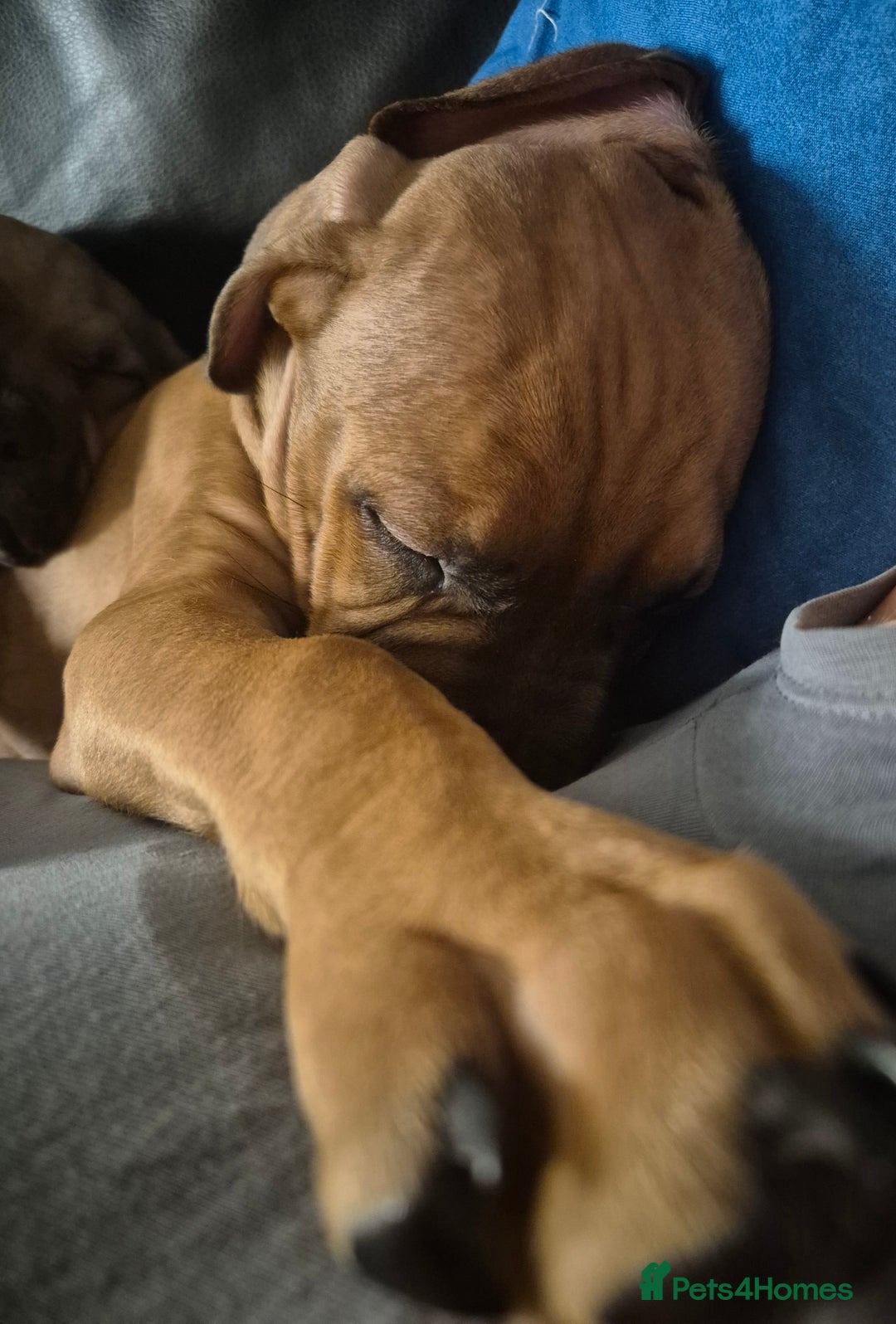 Mixed Breed dogs for sale: Bullmastiff x puppies 🐶  - Advert 11
