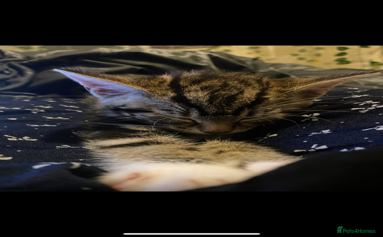 Domestic Shorthair cats - Advert 7