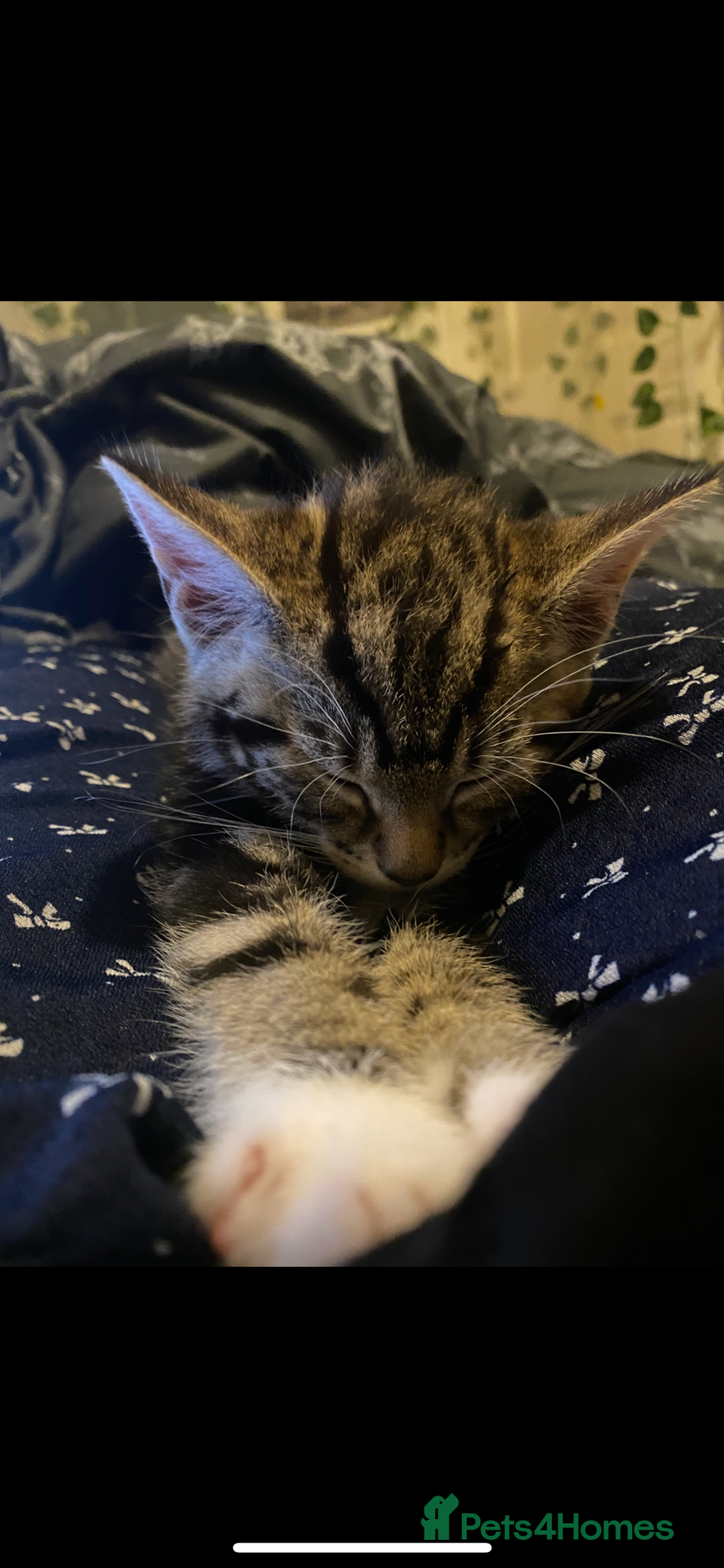 Domestic Shorthair cats for sale: Beautiful Kitten— Nova - Image 1