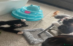 Mixed Breed cats for sale: Mixed breed kittens - Image 12