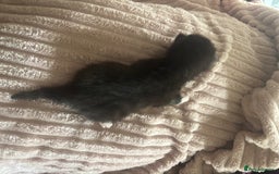 Mixed Breed cats for sale: Kittens - Image 8
