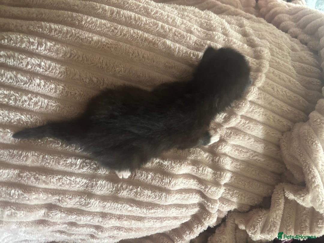 Mixed Breed cats for sale: Kittens - Image 8
