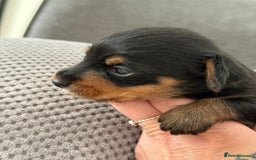 Mixed Breed dogs for sale: Miniature Dorkie - Yorkshire Terrier/Dashaund - Image 4