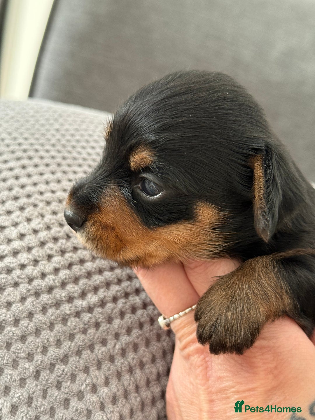 Mixed Breed dogs for sale: Miniature Dorkie - Yorkshire Terrier/Dashaund - Image 4
