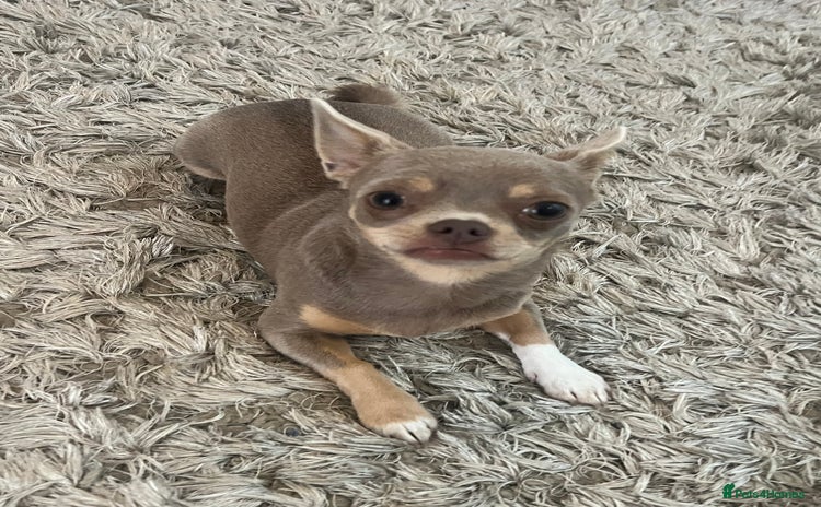 Chihuahua dogs - Advert 14