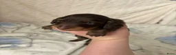 Dachshund dogs for sale: Gorgeous Miniature Dachshunds  in Deal - Advert 17