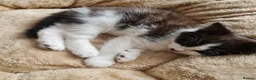 Mixed Breed cats for sale: Two Black And White Female Kittens  - Advert 11
