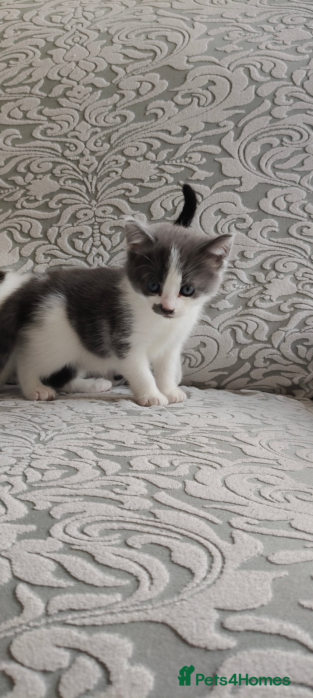 Mixed Breed cats for sale: Kitten's  - Image 2