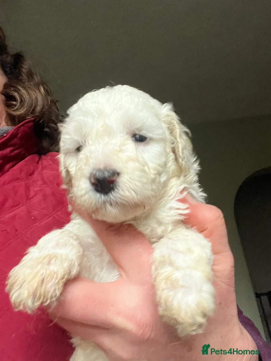 Bordoodle dogs for sale: F1b Bordoodle, DNA testing,full refund guarantee  - Advert 5