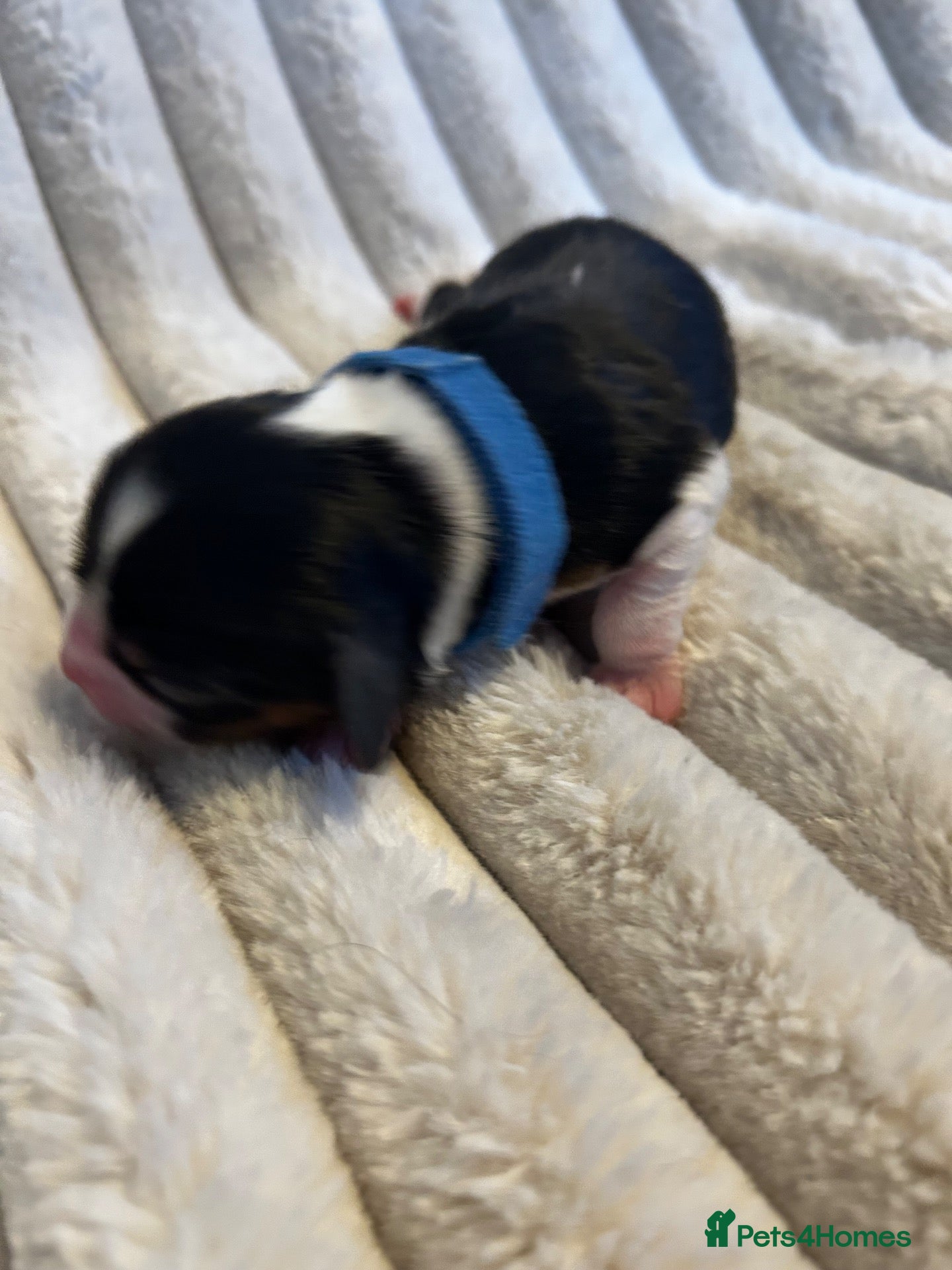 Cavalier King Charles Spaniel dogs Exceptional cavalier King Charles puppies  - Advert 2