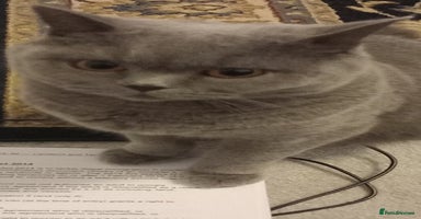 British Shorthair cats - Advert 7