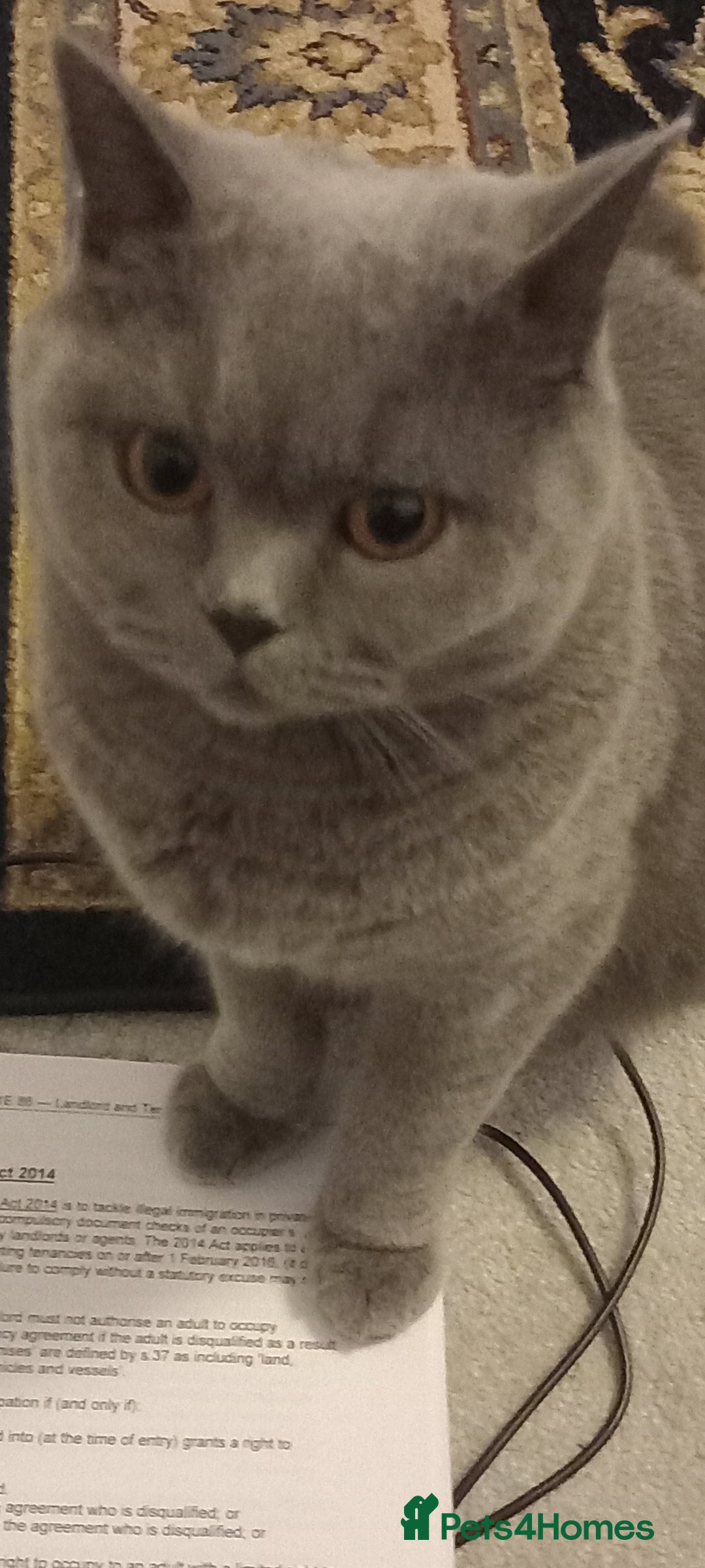 British Shorthair cats for sale: 4 Yr old Female BLUE BSH True pedigree - Image 2