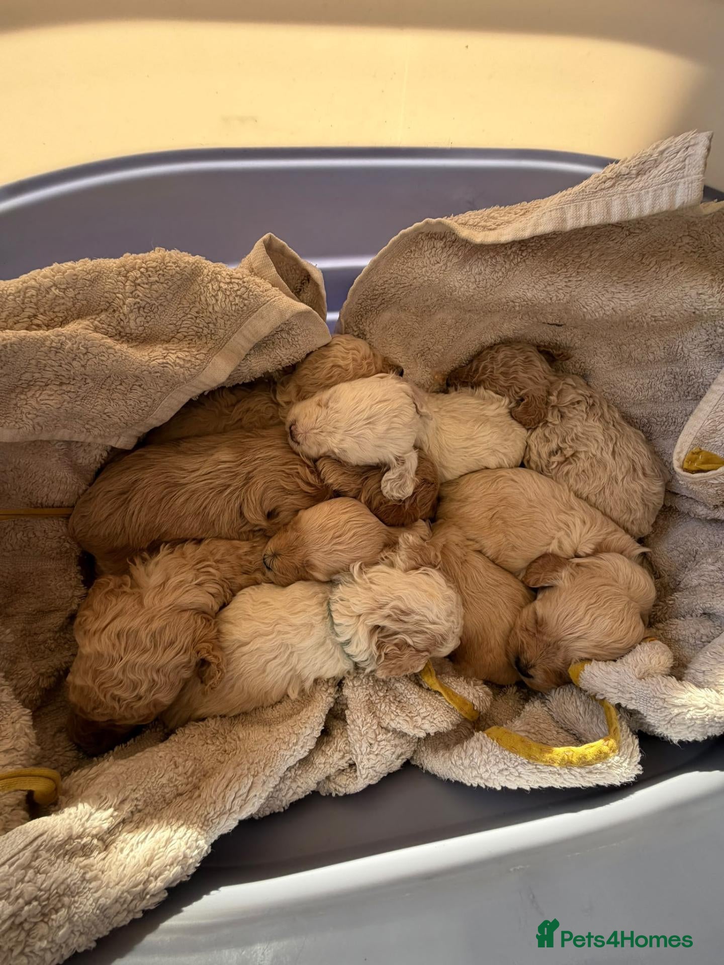 Cockapoo dogs F1B Cockapoo Puppies | KC Reg. Toy Poodle Dad - Advert 2