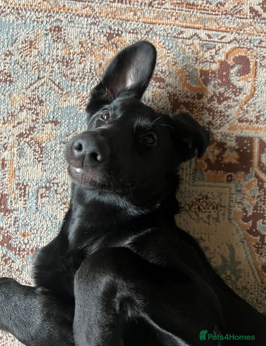 Mixed Breed dogs for sale: Mabel the Sheprador - Advert 5