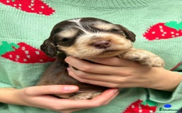 Cocker Spaniel dogs for sale: KC Show Cocker Spaniel Pups DNA health Simbawood  - Image 16