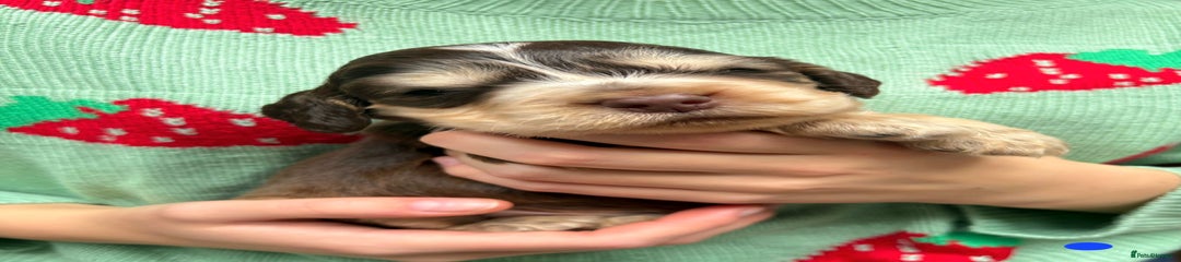 Cocker Spaniel Puppy 2