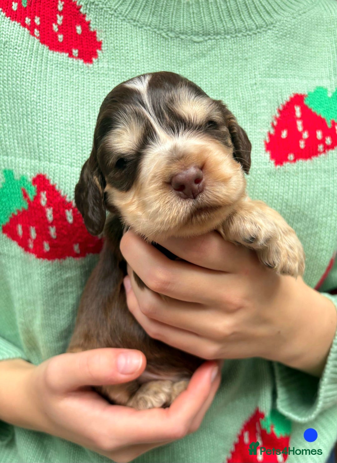 Cocker Spaniel dogs for sale: KC Show Cocker Spaniel Pups DNA health Simbawood  - Image 16