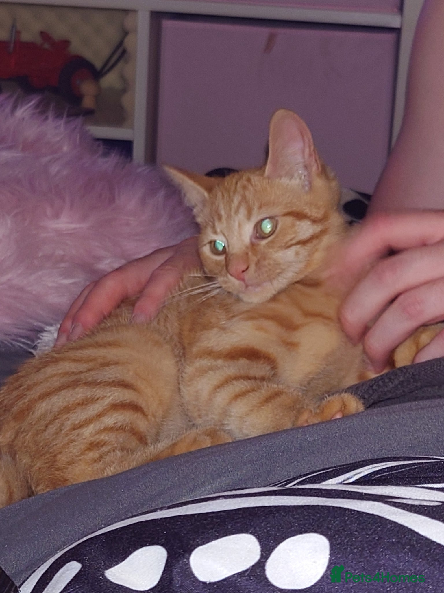 Mixed Breed cats 2 ginger and white females - Advert 2