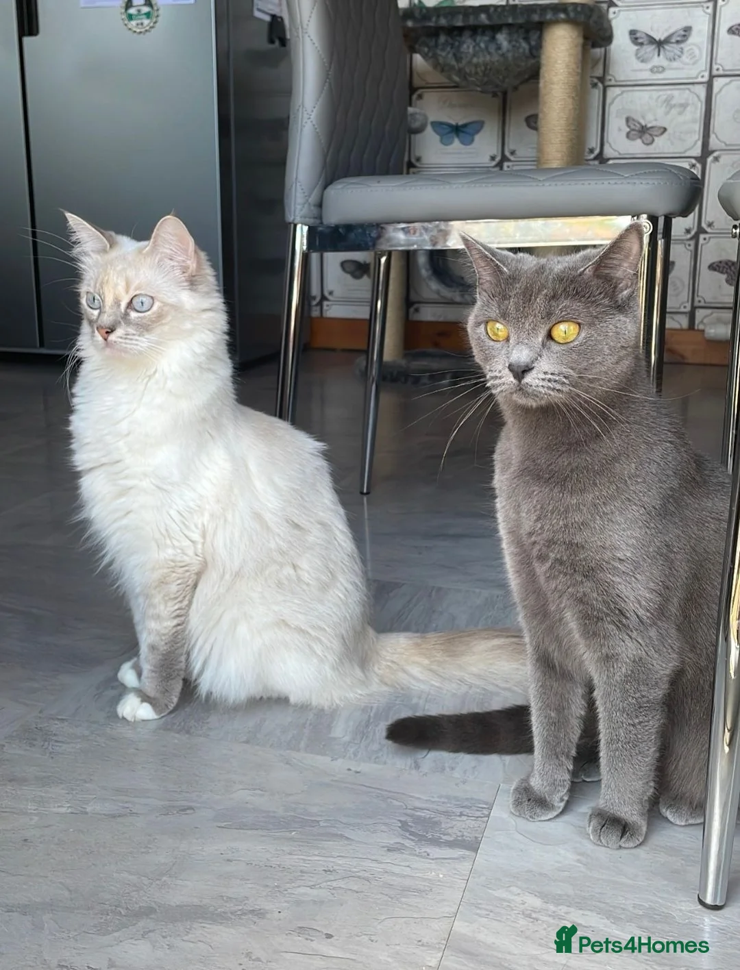 Mixed Breed cats for sale: Ragdoll X and Ragdoll X British Shorthair - Advert 1
